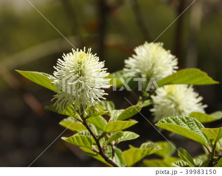 シロバナマンサク フォサギラ マヨール の花の写真素材