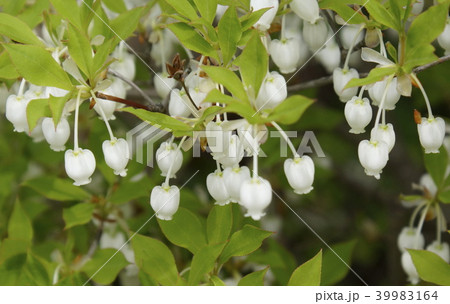 ドウダンツツジ 白色花 01 ドウダンツツジ 白色花 01 39983164