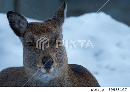 エゾシカ エゾシカ 39983167