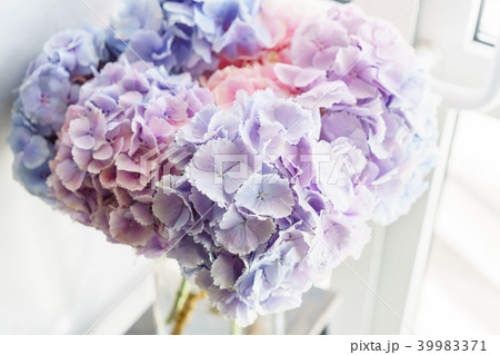 beautiful hydrangea flowers in a vase on a table beautiful hydrangea flowers in a vase on a table 39983371