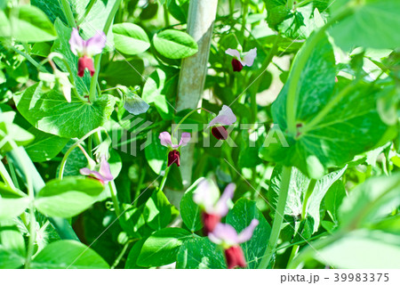 エンドウの花 エンドウの花 39983375