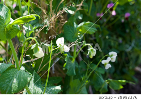 グリーンピースの花 グリーンピースの花 39983376