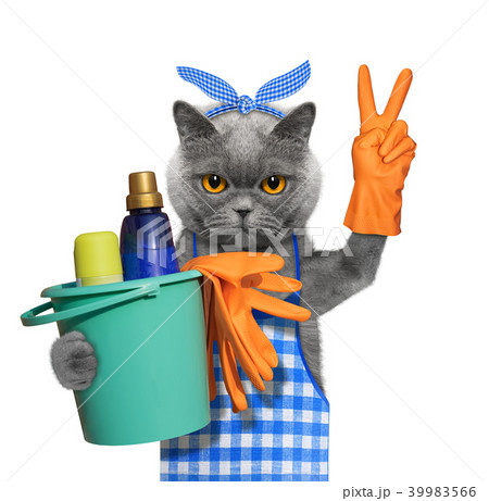 Cat in apron doing household chores. Isolated on white Cat in apron doing household chores. Isolated on white 39983566