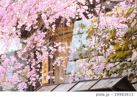三千院門前の枝垂れ桜 39983613