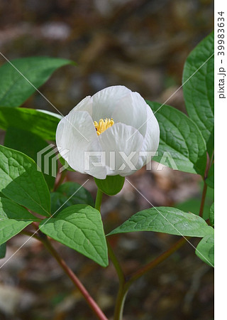 山シャクヤクの白い花 山シャクヤクの白い花 39983634