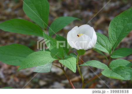 山シャクヤクの白い花 山シャクヤクの白い花 39983638