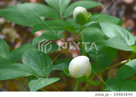 山シャクヤクの白い花 山シャクヤクの白い花 39983640