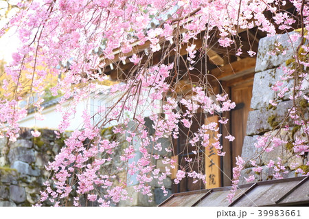 三千院門前の枝垂れ桜 39983661
