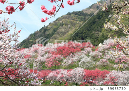 満開の花桃の里 満開の花桃の里 39983730