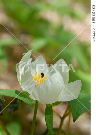山シャクヤクの白い花 山シャクヤクの白い花 39983738