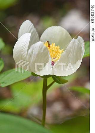 山シャクヤクの白い花 39983746
