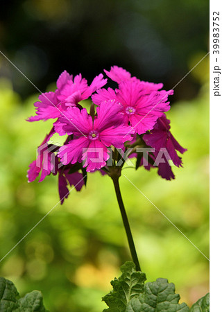 サクラソウ(沖の島) サクラソウ(沖の島) 39983752