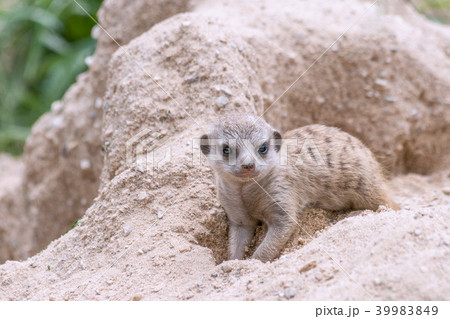 Young suricate. Young suricate. 39983849