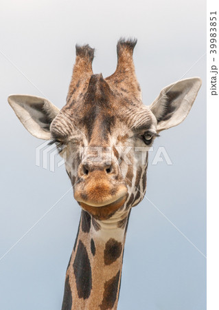 The giraffe (Giraffa). 39983851