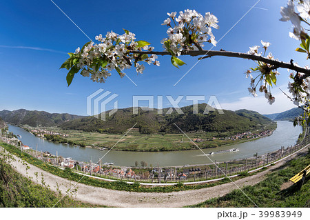 Wachau valley with Spitz village in Austria Wachau valley with Spitz village in Austria 39983949