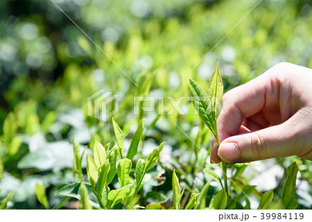 お茶　茶畑　生葉の手摘み　昼イメージ 39984119