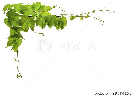 蔦の枠 39984156