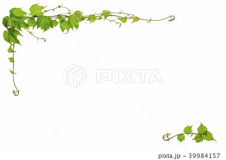 蔦の枠 39984157