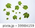 蔦の葉 39984159