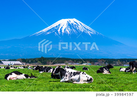 《静岡県》富士山・朝霧高原の牧場 39984597