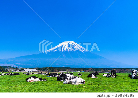 《静岡県》富士山・朝霧高原の牧場 39984598