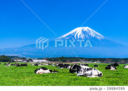 《静岡県》富士山・朝霧高原の牧場 39984599