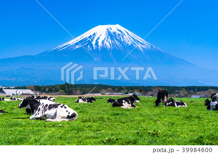 《静岡県》富士山・朝霧高原の牧場 39984600