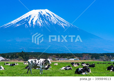 《静岡県》富士山・朝霧高原の牧場 《静岡県》富士山・朝霧高原の牧場 39984613