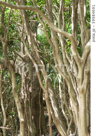 タブの木とツバキ林 天然記念物 秋田県の写真素材