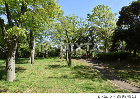 新緑の公園 新緑の公園 39984913