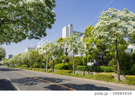 名古屋都市風景　名古屋国際会議場となんじゃもんじゃ 39984939