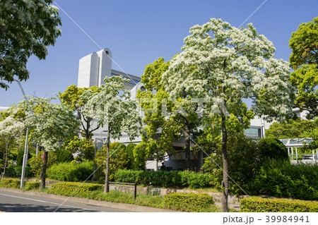 名古屋都市風景　名古屋国際会議場となんじゃもんじゃ 39984941