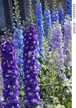 デルフィニウム デルフィニウム 39985006