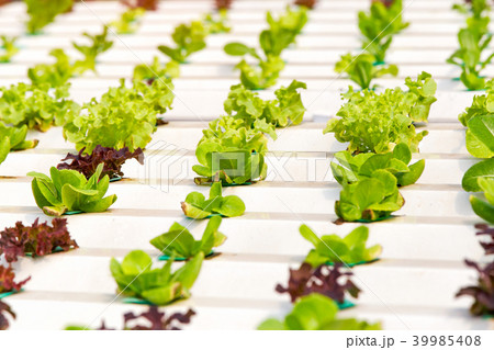 Fresh green hydroponic 39985408
