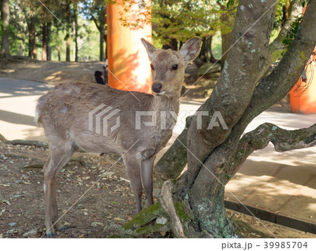 鹿 シカ しか 39985704