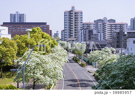 名古屋都市風景 名古屋国際会議場前のなんじゃもんじゃ並木と名古屋学院大学 名古屋キャンパスの写真素材