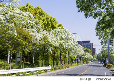 名古屋都市風景　名古屋国際会議場となんじゃもんじゃ 39985958