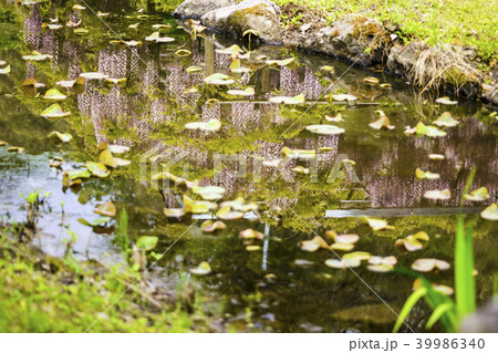 鹿央里やま　藤まつり 39986340