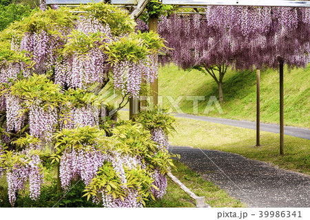 鹿央里やま　藤まつり 39986341
