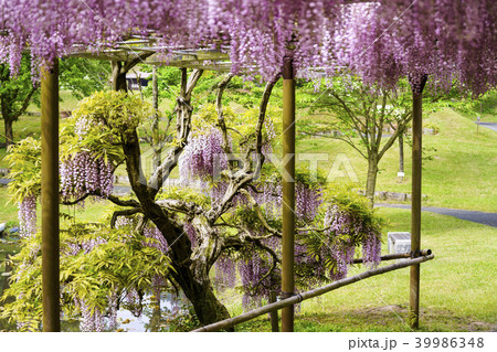 鹿央里やま 藤まつり 鹿央里やま 藤まつり 39986348