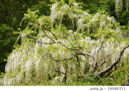 鹿央里やま 藤まつり 鹿央里やま 藤まつり 39986351
