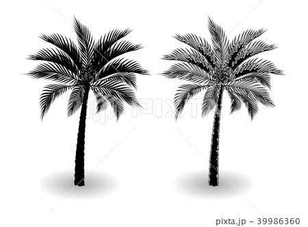 A tropical palm tree in black and white. Stylized 39986360