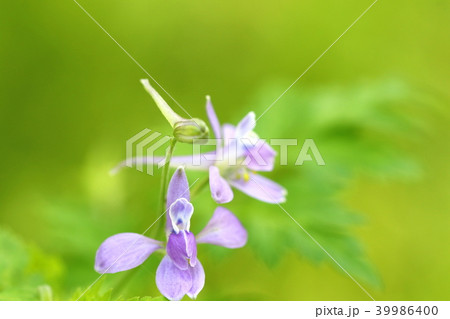 淡い緑を背景に浮き出る紫の野草の写真素材