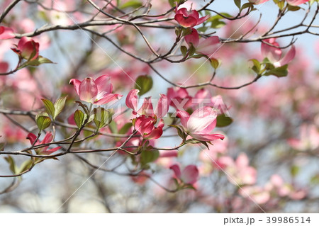 木の花 花みずき 大阪府枚方市の写真素材