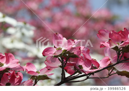 木の花「花みずき」大阪府枚方市 39986526