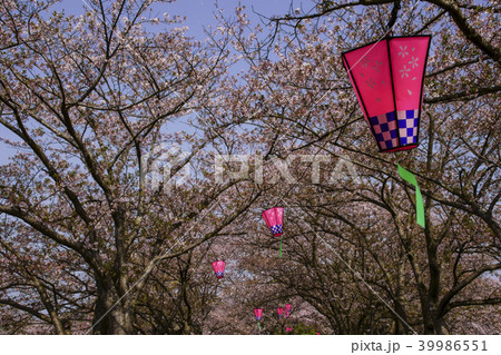 立岡自然公園 桜の公園 立岡自然公園 桜の公園 39986551