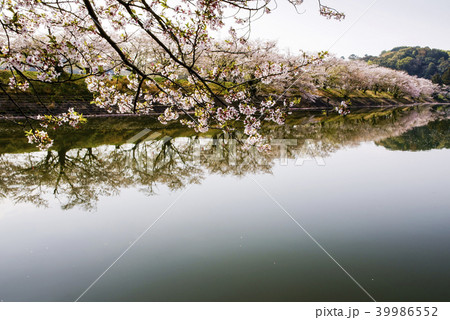 立岡自然公園　桜の公園 39986552