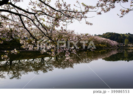 立岡自然公園 桜の公園の写真素材