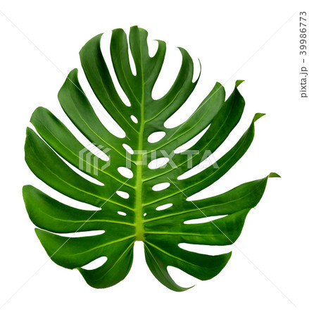 ropical jungle Monstera leaves isolated ropical jungle Monstera leaves isolated 39986773