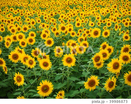 ひまわり畑 39986873